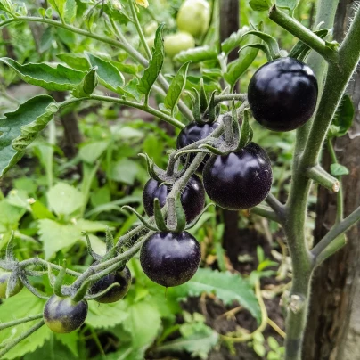 BIO Rajče Indigo Rose - Solanum lycopersicum - bio semena - 7 ks