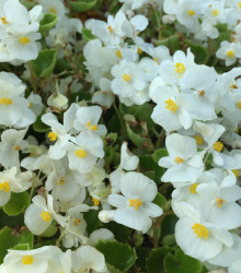 Begonie Super Olympia bílá F1 - Begonia semperflorens - semena - 12 ks