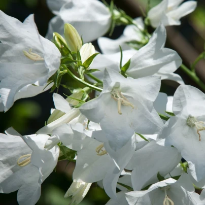 Zvonek karpatský bílý - Campanula carpatica - semena - 0,03 g