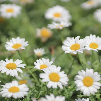 Kopretina bílá Alaska - Chrysanthemum leucanthemum max. - semena - 250 ks