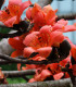 Cejba číhovitá - Bombax ceiba - semena - 6 ks
