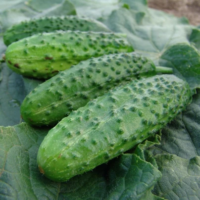 Okurka nakládačka Corveta F1 - Cucumis sativus - semena - 20 ks