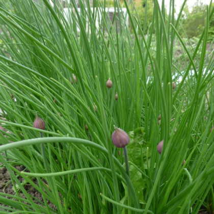 Pažitka Polyvert - Allium schoenoprasum L. - semena - 0,4 g