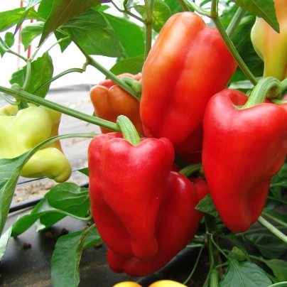 Paprika Andrea - Capsicum annuum - semena - 20 ks