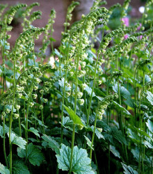 Mitrovka velkokvětá - Tellima grandiflora - semena - 0,02 g
