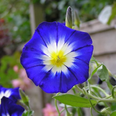 Svlačec trojbarevný Royal Ensign - Convolvulus tricolor - semena - 50 ks