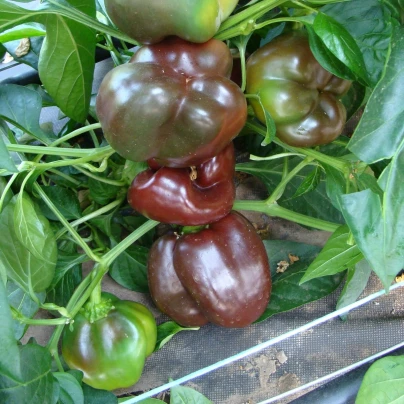 Paprika Ingrid - Capsicum annuum - semena - 40 ks