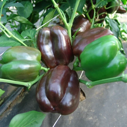 Paprika Ingrid - Capsicum annuum - semena - 40 ks