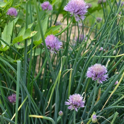 Pažitka pobřežní Splendidus - Allium schoenoprassum - semena - 200 ks