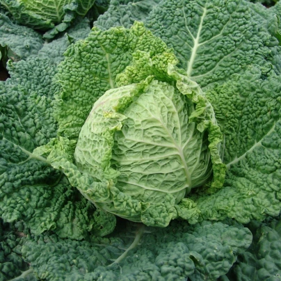 Kapusta raná - Entira F1 - Brassica oleracea - semena - 40 ks