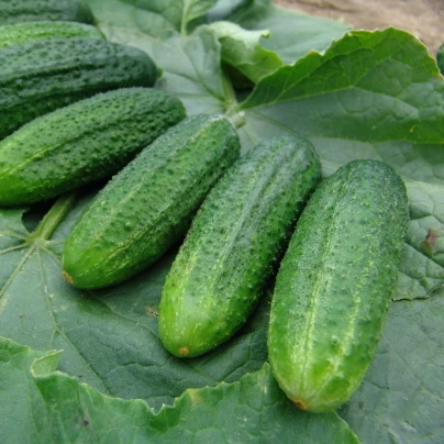 Okurka partenokarpická Partner - Cucumis sativus - semena - 50 ks