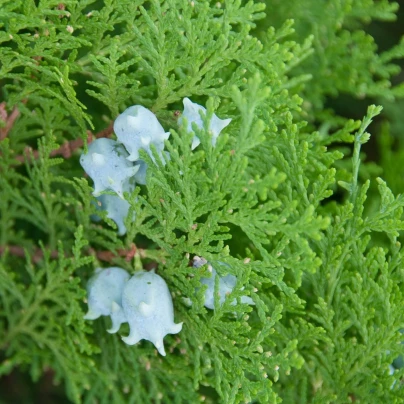 Túje orientální - Platycladus orientalis - semena - 10 ks