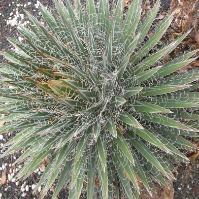 Agáve mexické - Agave filifera - semena - 7 ks