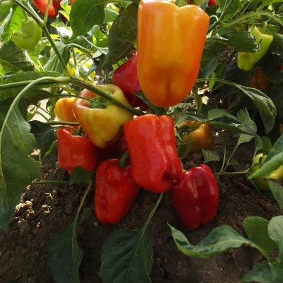 Paprika Citrina raná - Capsicum annum - semena - 40 ks