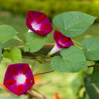 Povíjnice Scarlet O Hara - Ipomoea purpurea - semena - 25 ks