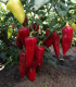 Paprika Sakura - Capsicum Annuum - semena - 30 ks