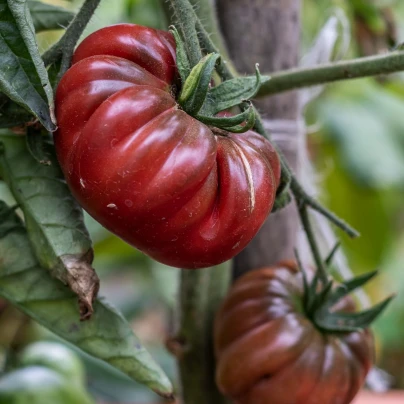 Rajče Černý Krim - Solanum lycopersicum - semena - 7 ks