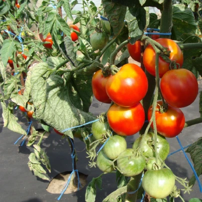 Rajče stupické polní rané - Solanum lycopersicum - semena - 35 ks