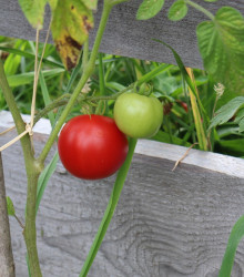 Rajče Matina - Solanum lycopersicum - semena - 20 ks