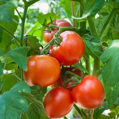 Rajče Hamlet F1 - Solanum lycopersicum - semena - 6 ks