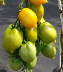 Rajče Citrina - Solanum lycopersicum - semena - 10 ks