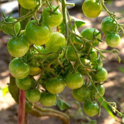 Rajče Limetto F1 - Solanum lycopersicum - semena - 5 ks
