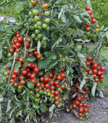 Rajče Sweet Million F1 - Solanum lycopersicum - semena - 5 ks