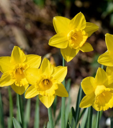 Narcis Carlton - Narcissus - cibuloviny - 3 ks
