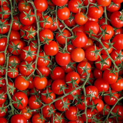 Červená Cherry rajčátka - Solanum lycopersicum - semena - 6 ks