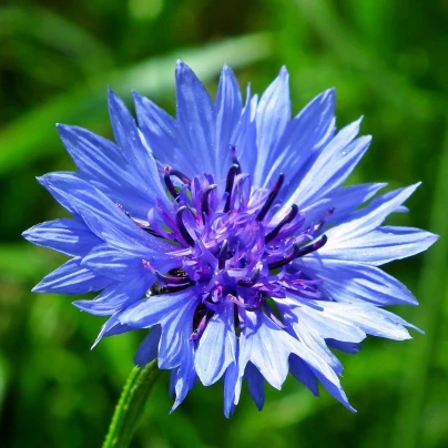 Chrpa modrá - Centaurea cyanus - semena - 30 ks