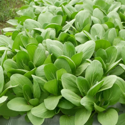 Pak Choi Atari F1 - Brassica rapa chinensis - semena - 50 ks