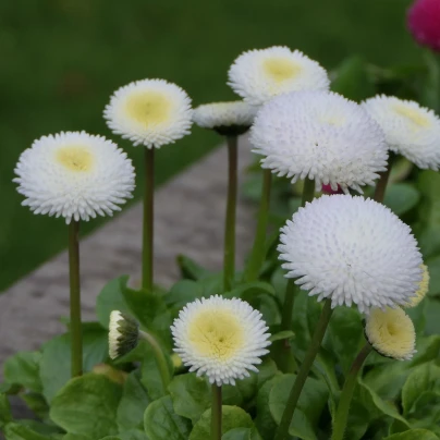 Sedmikráska chudobka Tasso bílá - Bellis perennis - semena - 50 ks