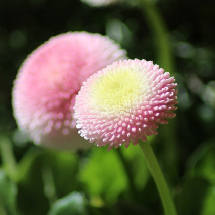 Sedmikráska chudobka Tasso růžová - Bellis perennis - semena - 50 ks