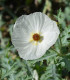 BIO Pleskanka - Argemone platyceras - bio semena - 50 ks
