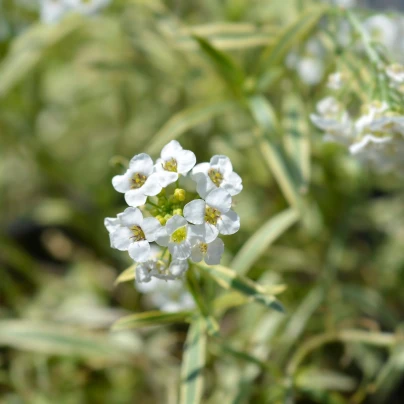 Tařicovka přímořská Schneeteppich - Lobularia maritima - semena - 50 ks