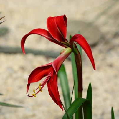 Sprekélie červená - Sprekelia formosissima - cibuloviny - 1 ks