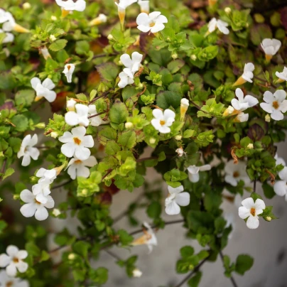 Bakopa Snowtopia - Bacopa sutera cordata - semena - 7 ks