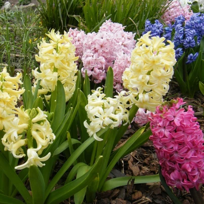 Směs hyacintů - Hyacinthus - cibuloviny - 4 ks