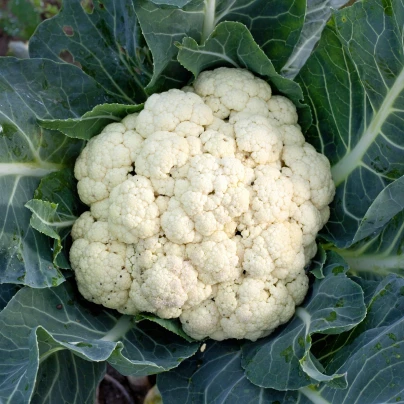 BIO Květák raný Odysseus - Brassica oleracea - bio semena - 20 ks