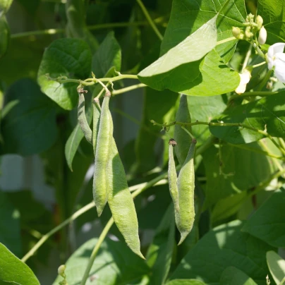 Fazole keříčková Filetty - Phaseolus Vulgaris Var. Nanus - semena - 20 ks