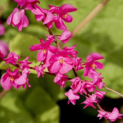 Antigonon mexický - Antigonon Leptopus - semena - 4 ks