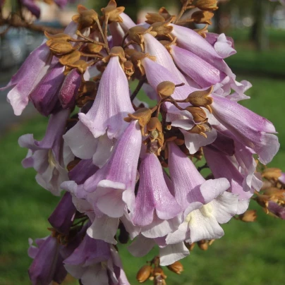 Paulovnie Plstnatá - Paulownia tomentosa - semena - 15 ks