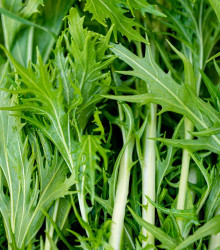 Mizuna - Japonská hořčice - Brassica rapa ssp. japonica - semena - 50 ks