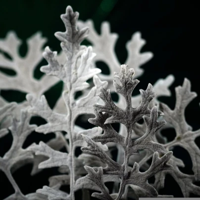 Starček přímořský - Cineraria maritima - semena - 150 ks