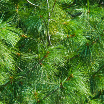 Borovice Roxburghova - Pinus roxburghii - semena - 5 ks