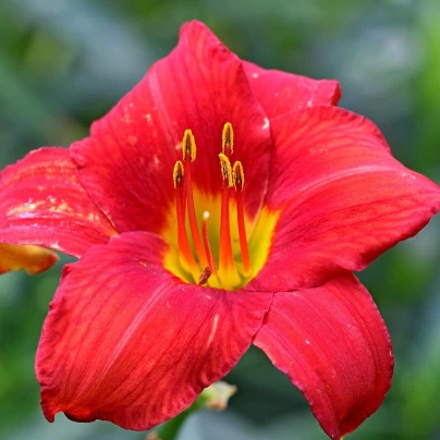 Denivka Red Magic - Hemerocallis - cibuloviny - 1 ks