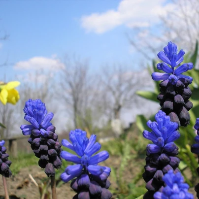 Modřenec širokolistý - Muscari latifolium - cibuloviny - 5 ks