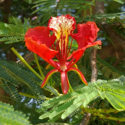 Ohňový strom - Delonix regia - semena - 6 ks