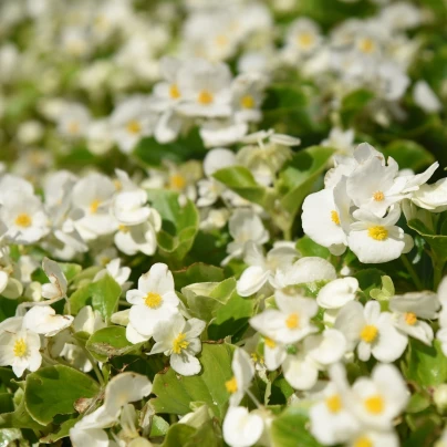 Begónie Ganymed F1 White - Begonia semperflorens - semena - 20 ks