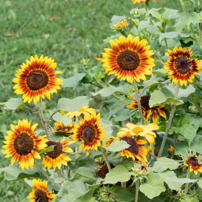 Slunečnice Ring of Fire - Helianthus annuus - semena - 8 ks